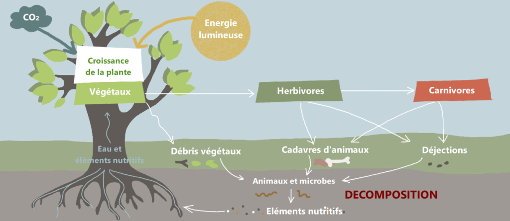 Recyclage de la matière organique dans le sol