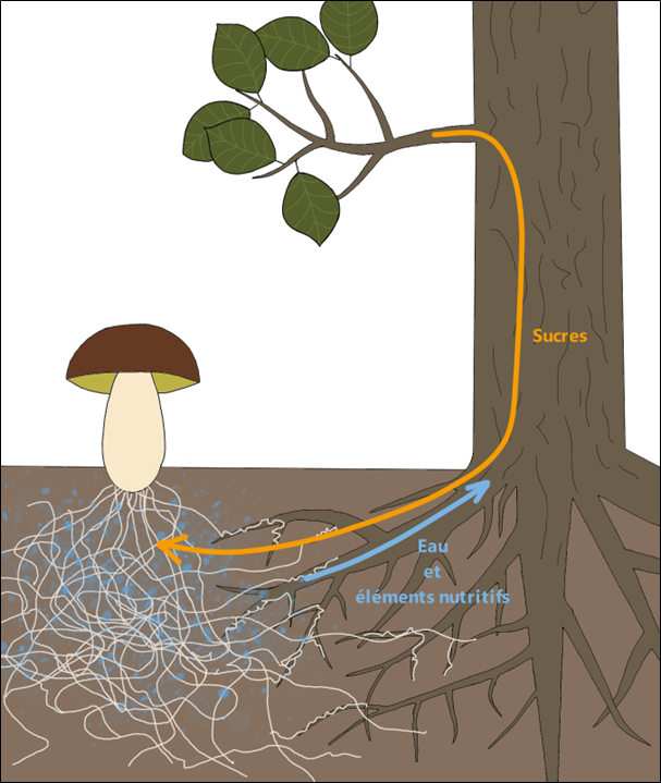 Symbiose mycorhizienne entre champignon et plante au niveau des racines